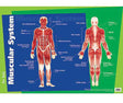 Muscular System Chart - Educational Vantage