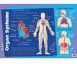 Organs Systems Chart - Educational Vantage