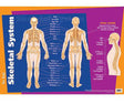 Skeletal System Chart - Educational Vantage