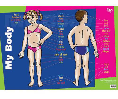 Wall Chart My Body - Educational Vantage