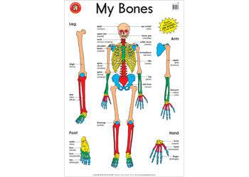 My Bones - Educational Vantage