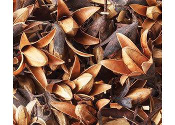 Dried Seedless Flower Pods 50g - Educational Vantage