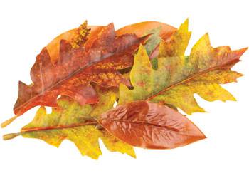 Autumn Leaves Assorted Plastic Pack of 50 - Educational Vantage