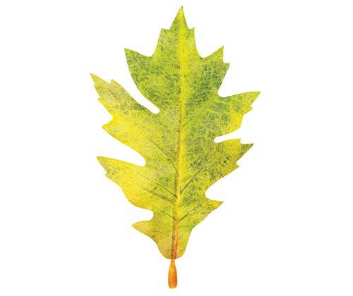 Autumn Leaves Assorted Plastic Pack of 50 - Educational Vantage