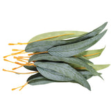 Gum Leaves Pack of 50 - Educational Vantage