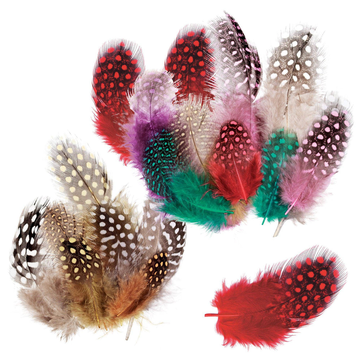 Guinea Fowl Feathers 10g Pack of 100 - Educational Vantage