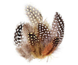 Guinea Fowl Feathers 10g Pack of 100 - Educational Vantage