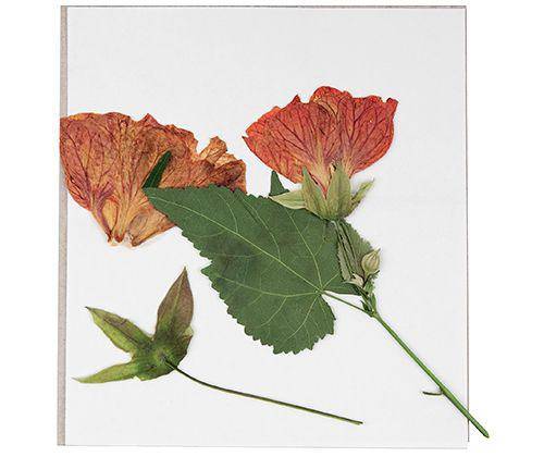 Discovery Flower Press Kit 168 x 160mm - Educational Vantage