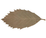 Natural Leaves Pack of 90 - Educational Vantage