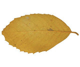 Natural Leaves Pack of 90 - Educational Vantage