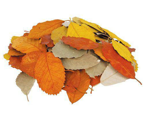 Natural Leaves Pack of 90 - Educational Vantage