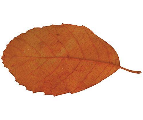 Natural Leaves Pack of 90 - Educational Vantage