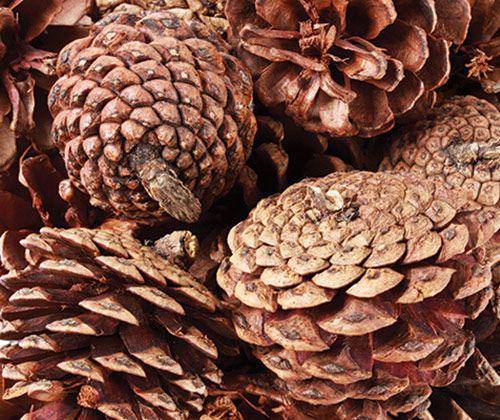 Pine Cones 200g - Educational Vantage