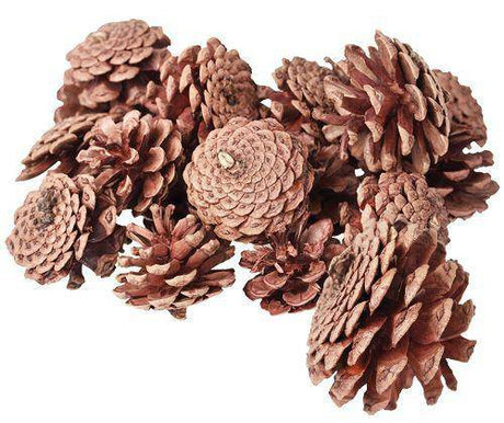 Pine Cones 200g - Educational Vantage