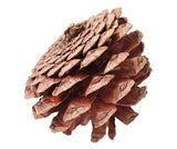 Pine Cones 200g - Educational Vantage