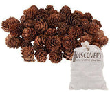 Pine Cones Mini190g - Educational Vantage