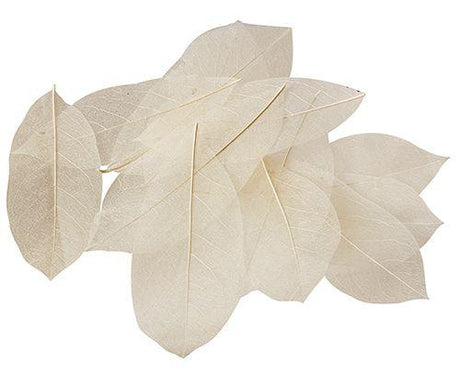 Skeleton Leaves Natural Pack of 100 - Educational Vantage