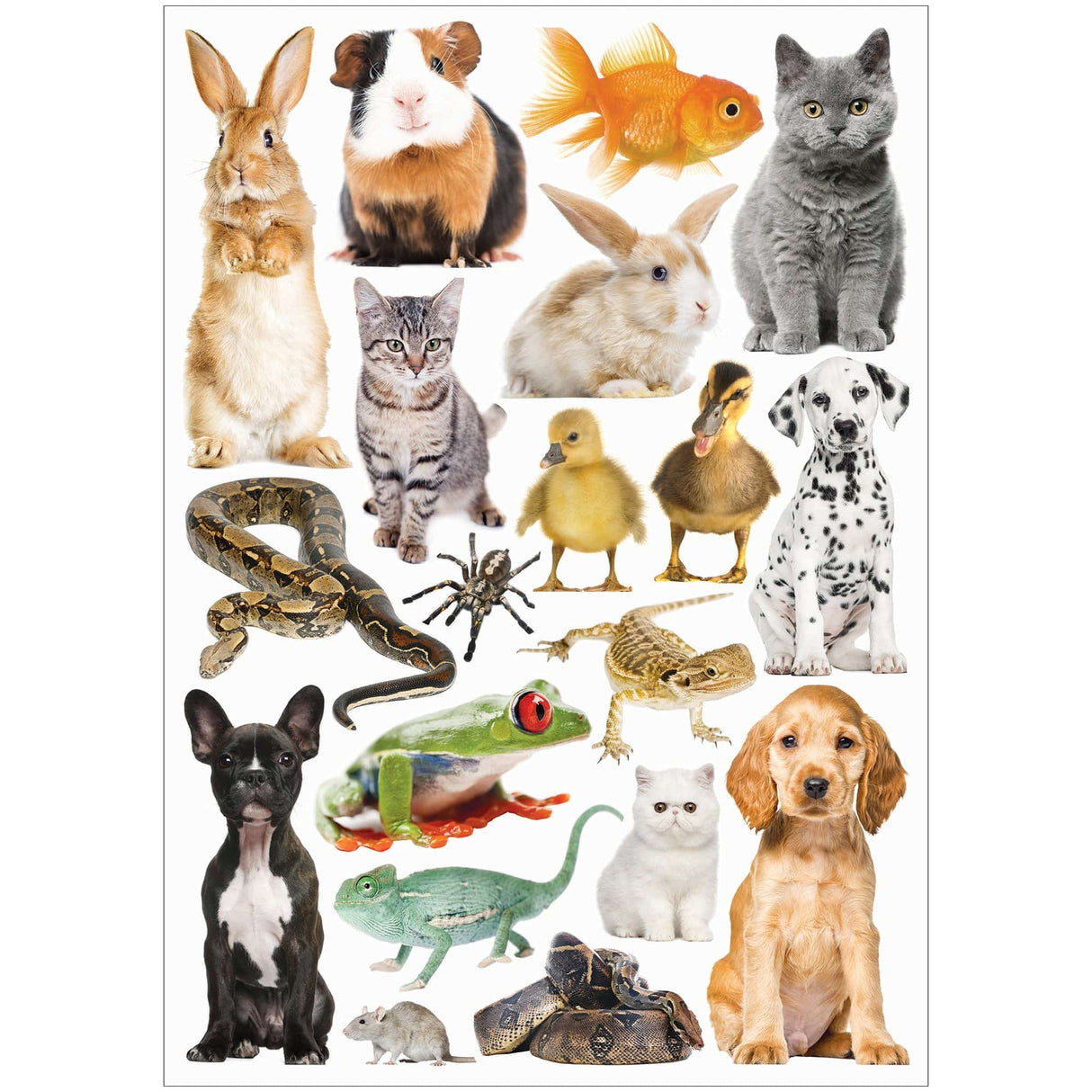 Collage Collections Creatures Pack of 40 - Educational Vantage