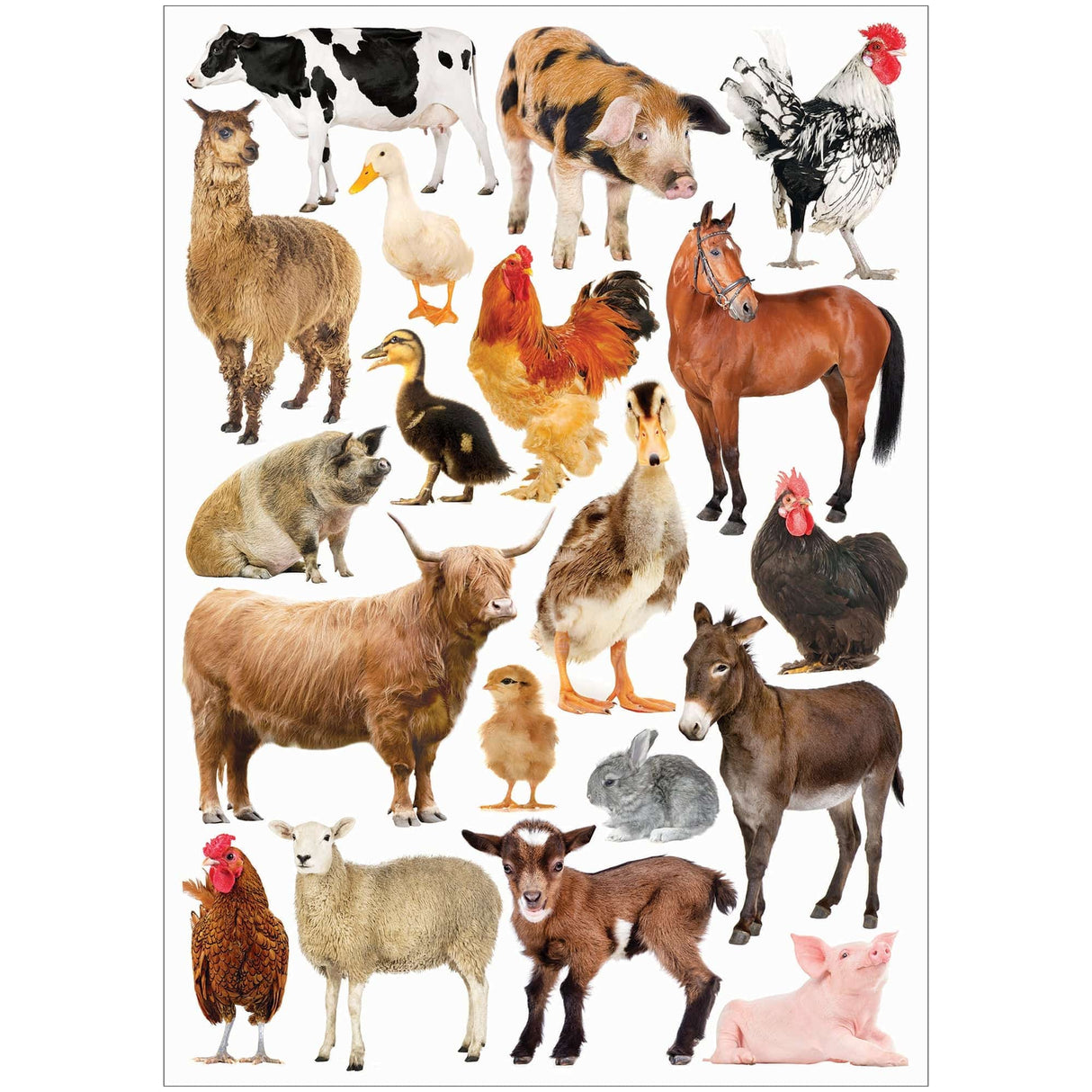 Collage Collections Creatures Pack of 40 - Educational Vantage