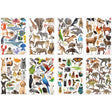 Collage Collections Creatures Pack of 40 - Educational Vantage