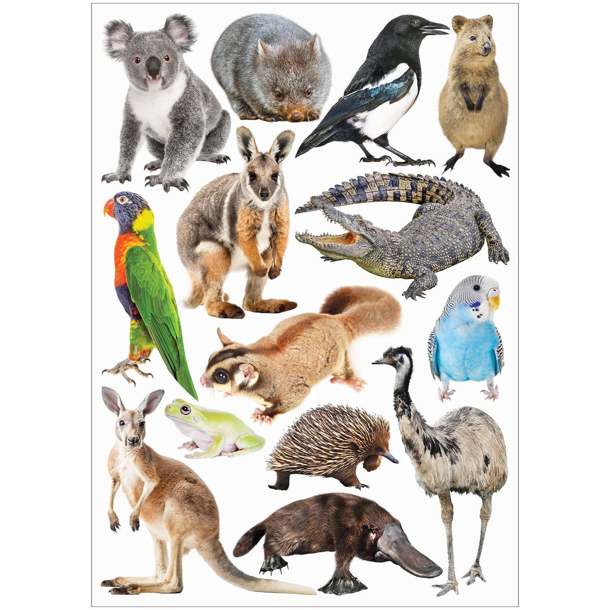 Collage Collections Creatures Pack of 40 - Educational Vantage